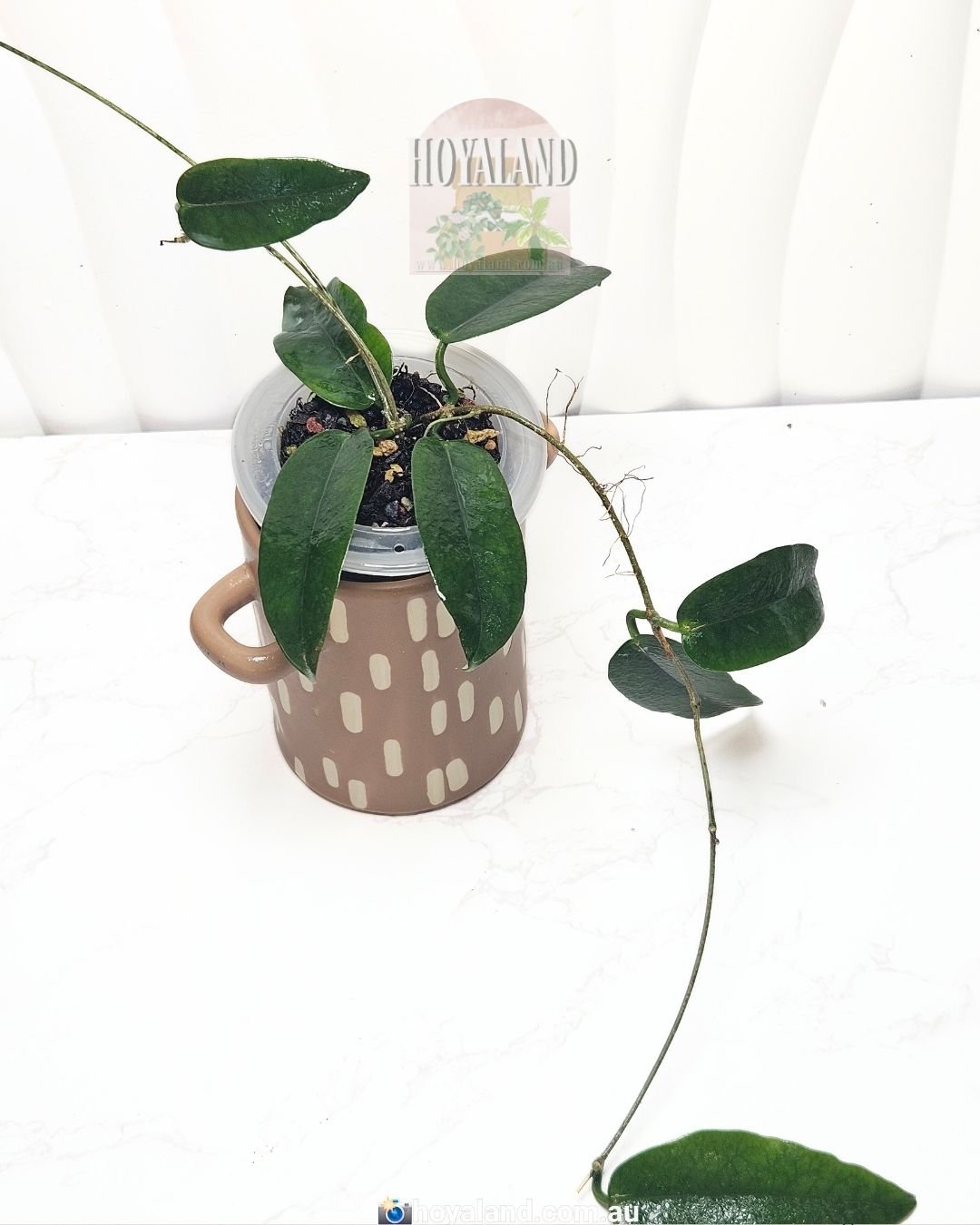 Rare Hoya verticillata silver heart | 5 CHOICES — Hoya Land